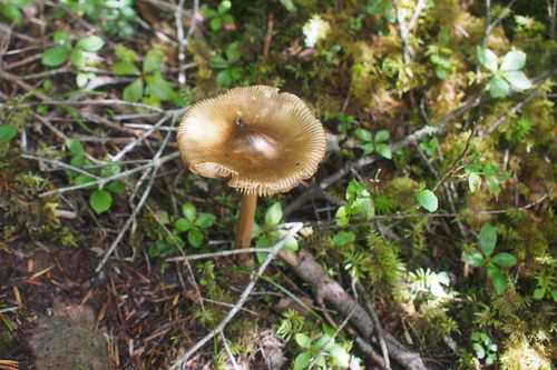 P8271653
