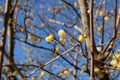 DSCF6167