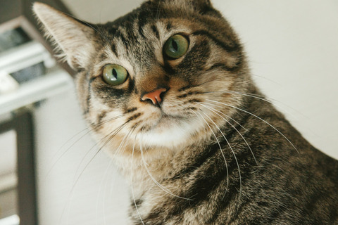 NEKOIMG_7215_TP_V