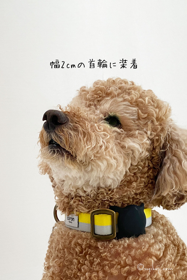 犬-AirTag9