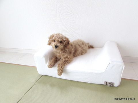 犬 ベッド ソファ