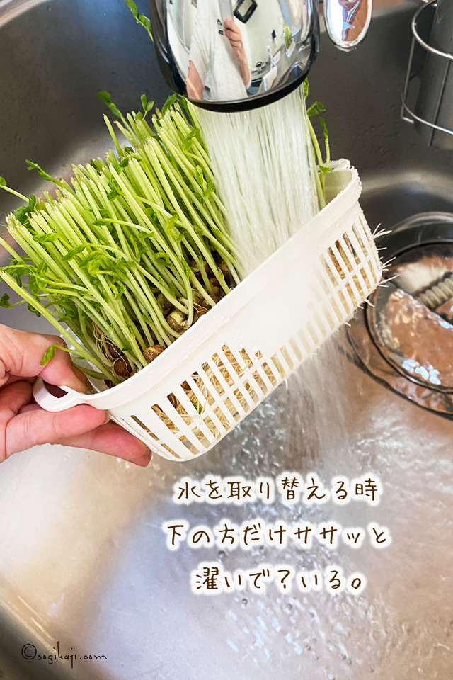 豆苗プランター3