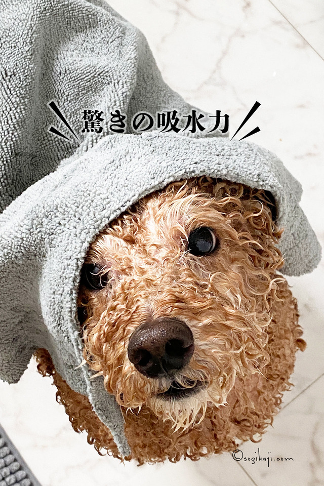 吸水タオル1
