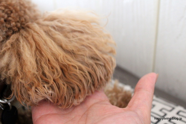 ヘアブラシ　タンクルティーザー　犬　コストコ　くせ毛 (7)