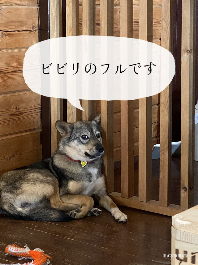 キドックスカフェ 保護犬 元野犬 里親募集