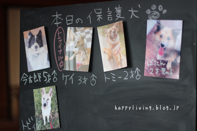 保護犬カフェ つくば キドックス 里親 中型犬ミックス (11)