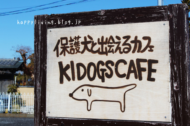 保護犬カフェ つくば キドックス 里親 中型犬ミックス (3)