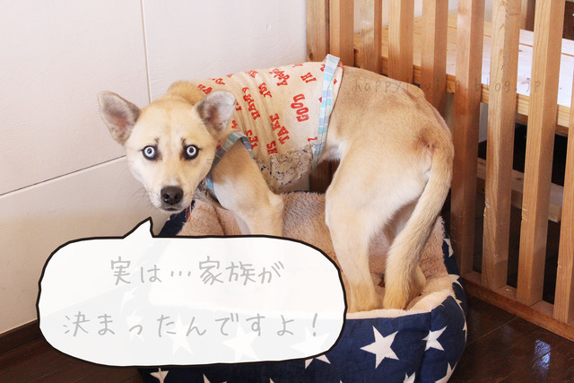 保護犬カフェ つくば キドックス 里親 中型犬ミックス (14)