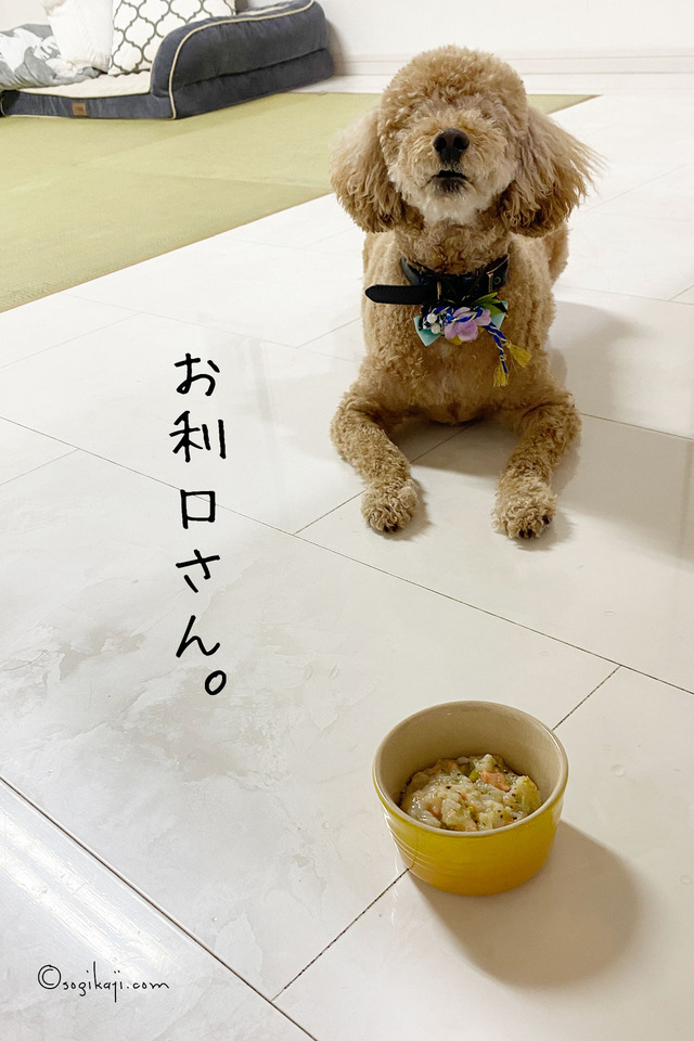 ドッグフード7