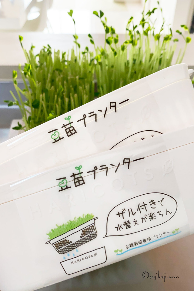 豆苗プランター4