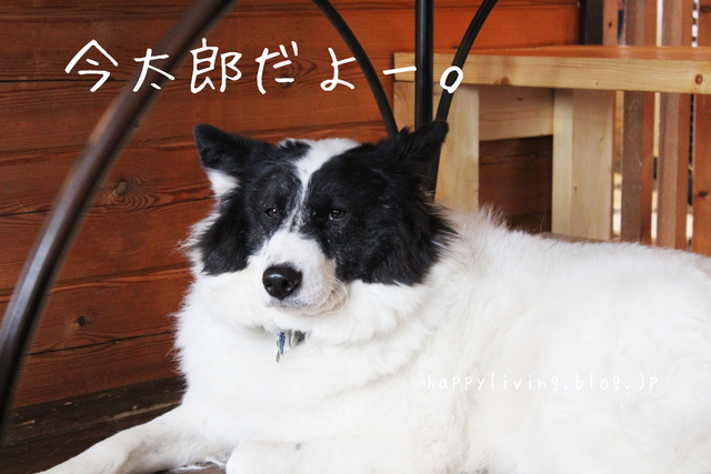 保護犬カフェ つくば キドックス 里親 中型犬ミックス (6)