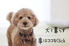 愛犬の日 ブログ おすすめ 犬と暮らす トイプードル 室内フリー (6)