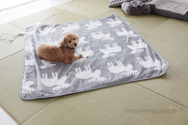 最高の動物画像 最高可愛い 電気毛布