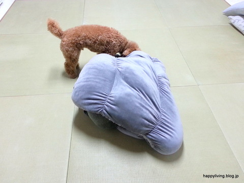 カインズ もちもちロールクッション2