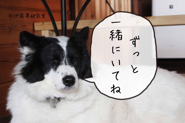 キドックスカフェ 動物愛護週間 削ぎ家事研究室