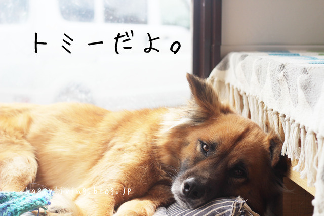 保護犬カフェ つくば キドックス 里親 中型犬ミックス (5)