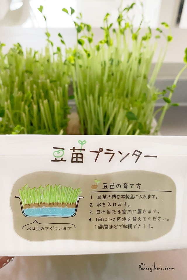豆苗プランター5