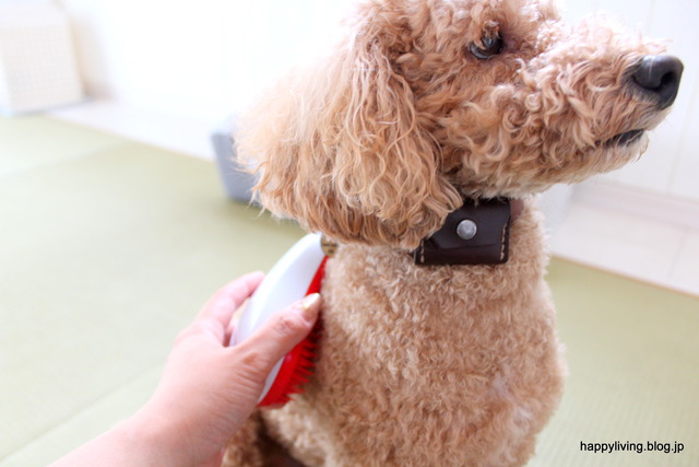 ヘアブラシ　タンクルティーザー　犬　コストコ　くせ毛 (6)