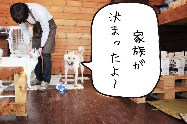 保護犬カフェ つくば キドックス 里親 中型犬ミックス (1)