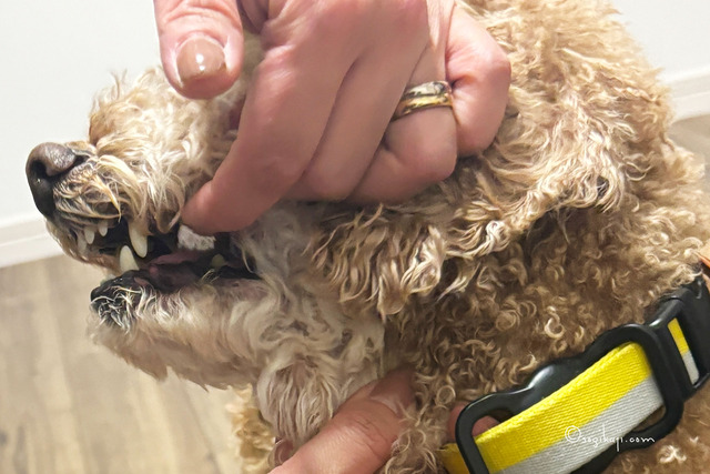 犬-歯磨き5