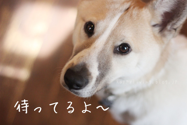 保護犬カフェ つくば キドックス 里親 中型犬ミックス (12)