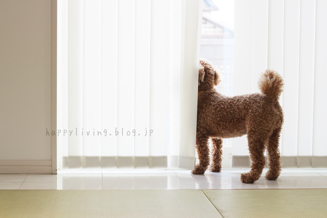 愛犬の日 ブログ おすすめ 犬と暮らす トイプードル 室内フリー (5)