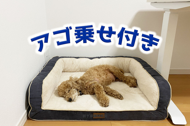 犬ベッド6