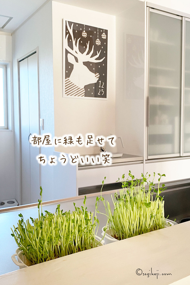 豆苗プランター8
