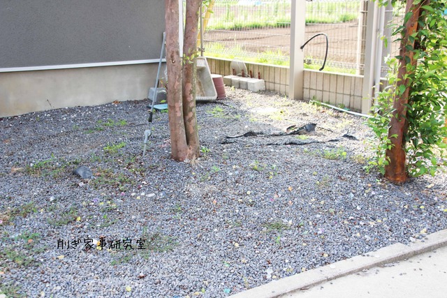 庭 コンクリ 掃除がラク (2)