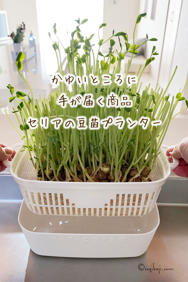 豆苗プランター2