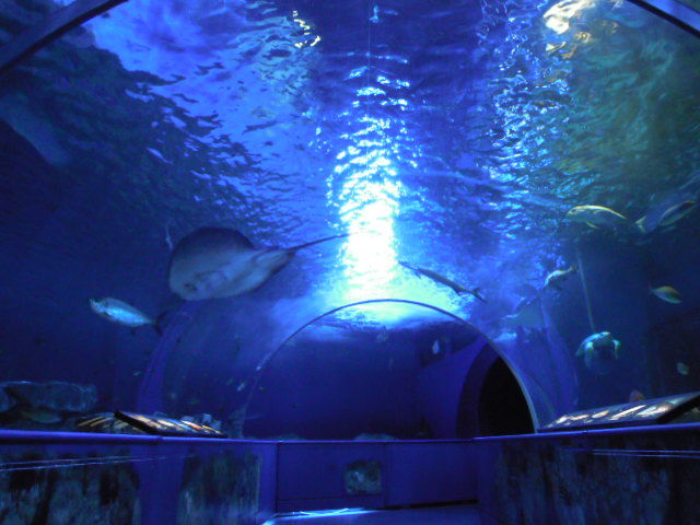 H.L.B.監督の記録 ～YouTube～ しながわ水族館【トンネル水槽編】