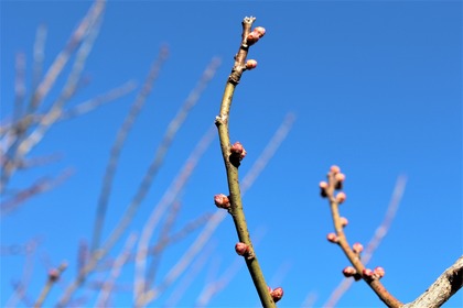 1梅