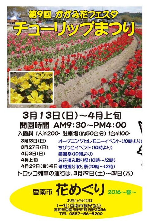 チューリップ