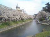 sakura01