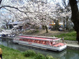 sakura02
