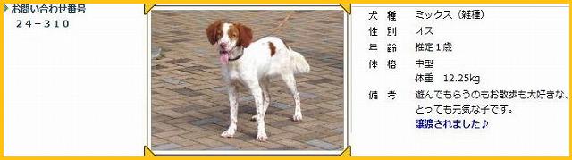 譲渡決定 南信犬等管理所からハローアニマルへ行った雑種 猟犬系 旧happytaildiary保存版
