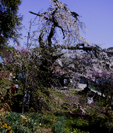 千年桜