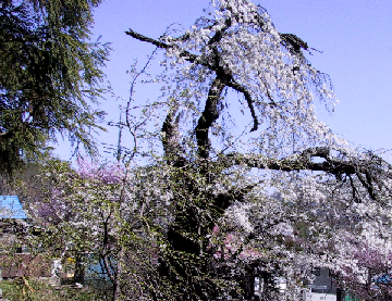 小倉の千年桜