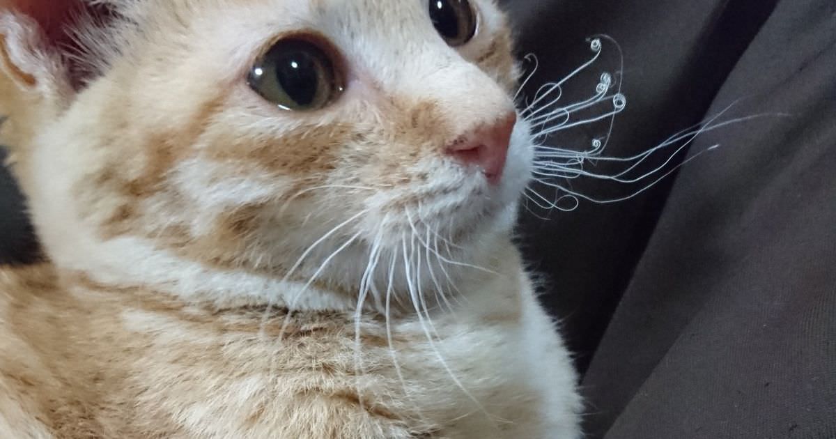 焦げてる ストーブon ネッコ ｼｭﾊﾞﾊﾞﾊﾞﾊﾞ わんにゃんにゅーす