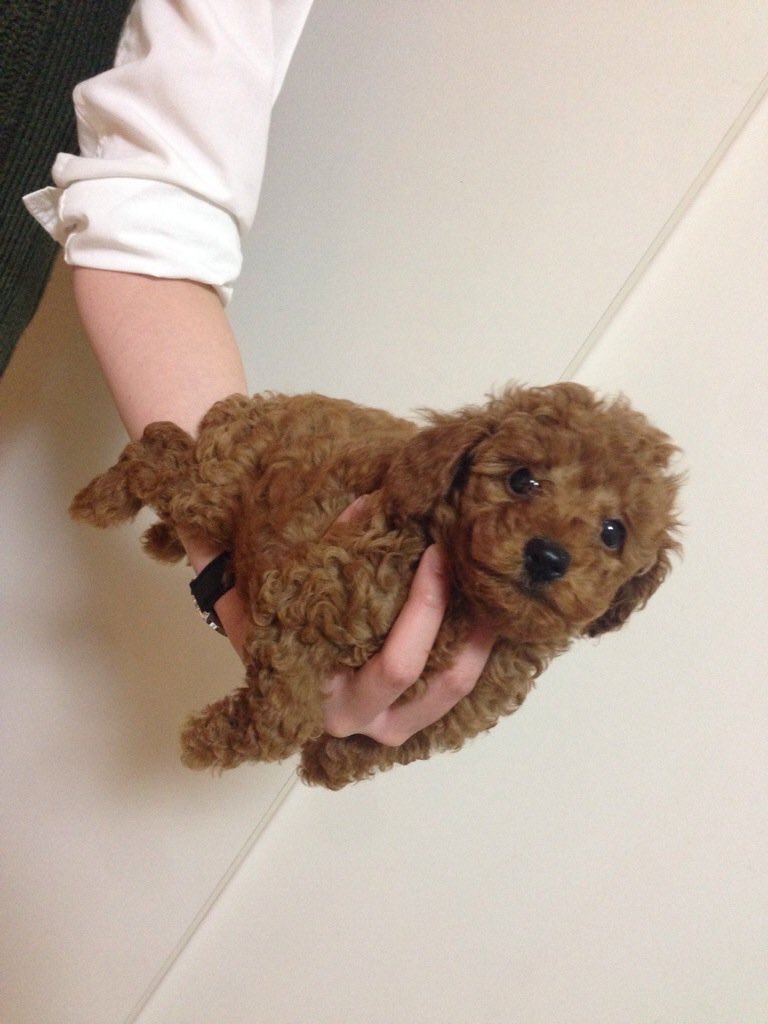 画像あり 手乗り犬 たった10ヶ月で恵体になるw わんにゃんにゅーす 画像あり 手乗り犬 たった10ヶ月で恵体になるw わんにゃんにゅーす
