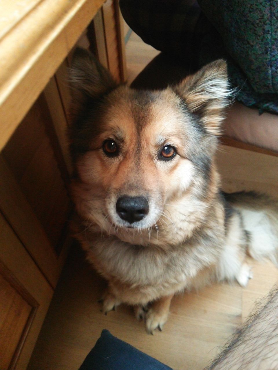 犬種がわからない わんにゃんにゅーす