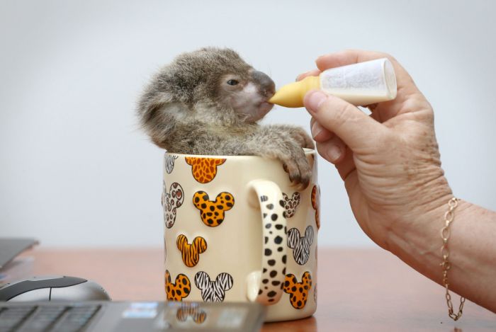 超かわいい 動物の赤ちゃんの写真集 ヤバイ世界