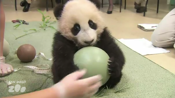 パンダの子供かわいすぎワロタwwwwwwwww ヤバイ世界 パンダの子供かわいすぎワロタwwwwwwwww ヤバイ世界