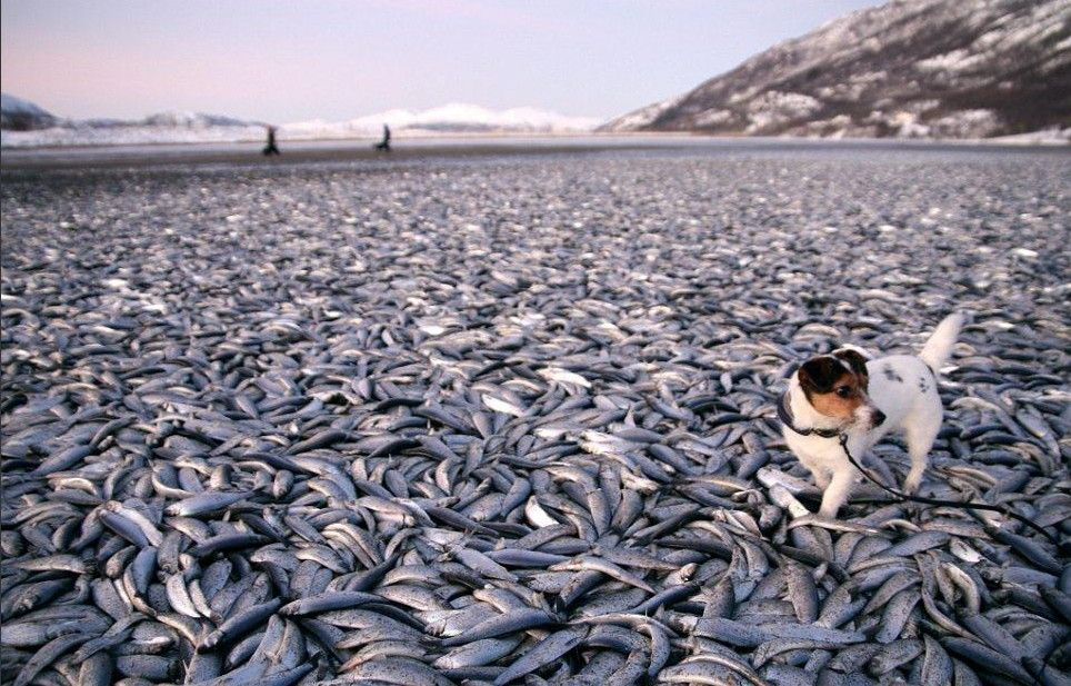 ノルウェーの砂浜でトンの死んだ魚 世界の終わりの前兆か ヤバイ世界