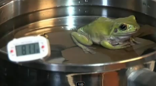 カエルを鍋に入れて沸騰させる実験動画で驚きの結末 ヤバイ世界