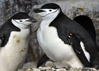 南極で色の薄いペンギンが見つかる なんか おじいちゃん ヤバイ世界