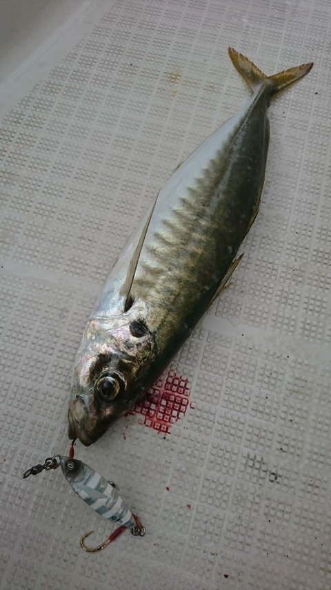 a8ef5d55.jpg