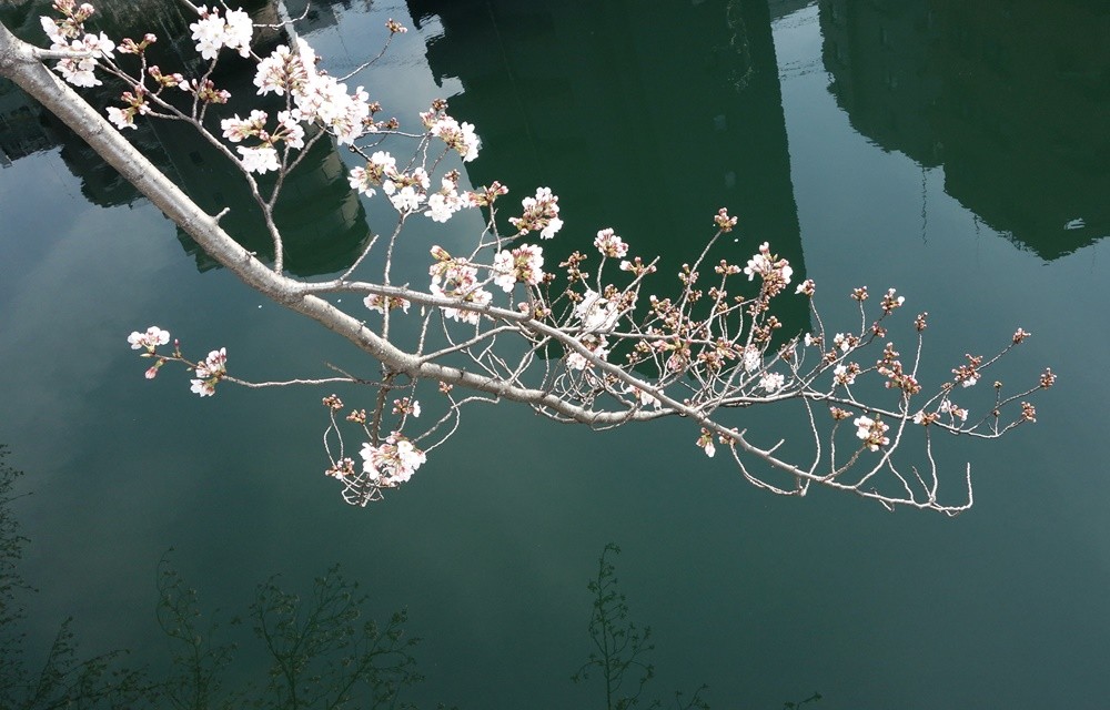 桜とホモ 横浜 大岡川界隈 浦舟山荘