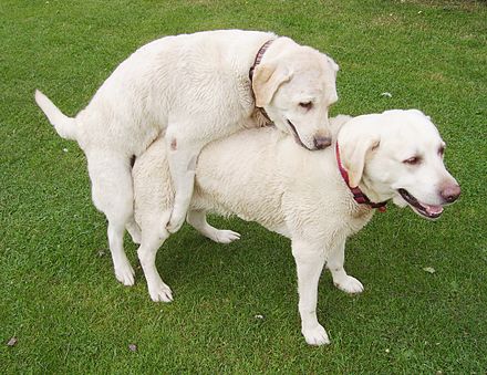Homosexual_behavior_of_dogs