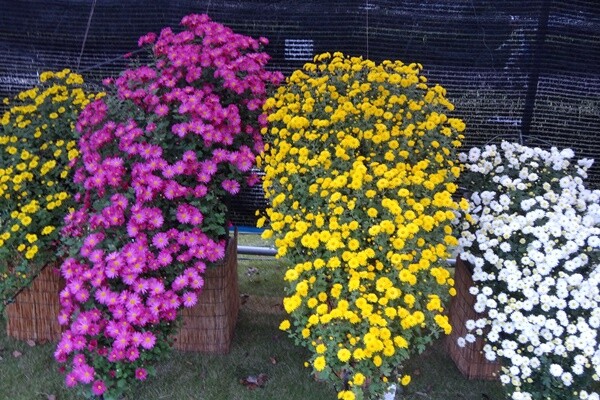 DSC02041-600